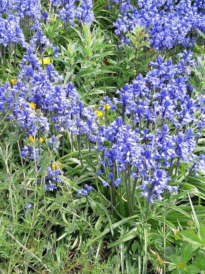 The Bluebell Guest House Бридлінгтон Екстер'єр фото